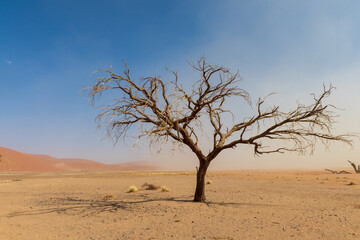 Landscape shot of a single tree in the desert near Dune 45, Sossusvlei, Namibia
