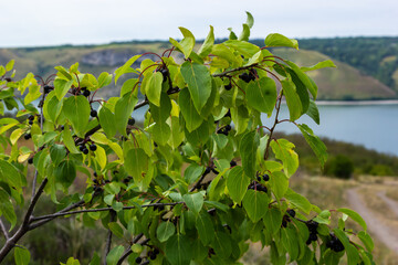 Branch of Common buckthorn Rhamnus cathartica tree in autumn. Beautiful bright view of black...