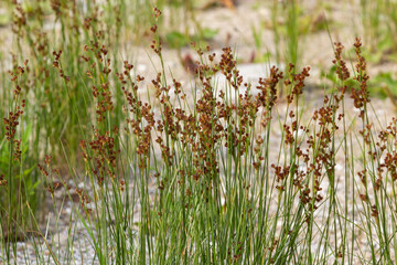 Common Soft Rush Juncus effusus is a perennial herbaceous flowering plant species in the family...