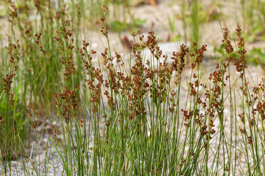 Common Soft Rush Juncus effusus is a perennial herbaceous flowering plant species in the family Juncaceae