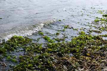 The shore of the lake is strewn with leaves. Autumn scenery at a lake in central europe. Season early autumn