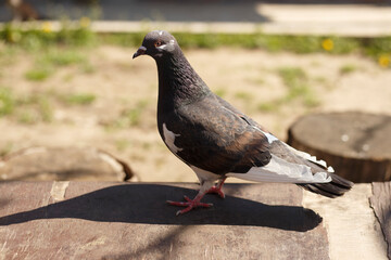 Obraz premium Pigeon on an old wooden table