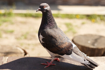 Obraz premium pigeon on the ground