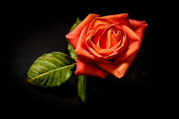 bright fresh red rose flower isolated over black background. High quality photo