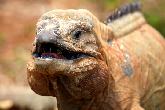 Rhinoceros Iguana, Cyclura cornuta, Isla Cabritos National Park, Lago Enriquillo, Dominican Republic