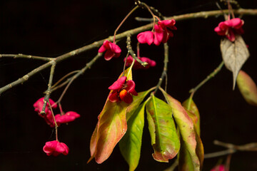 Euonymus europaeus - Spindle shrub also European spindle tree. Shrubs with grey-brown bark, blunt...