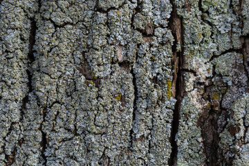 Close-up shot. Greenshield foliose white tube bone pillow lichen Parmeliaceae family Hypogymnia Physodes growing on bark coniferous tree in forest. Symbiosis. Natural texture brown abstract background