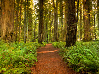 Giant trees and lush forest in the Humboldt Redwoods State Park California, USA