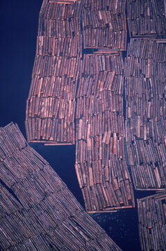 Logs on a river.
