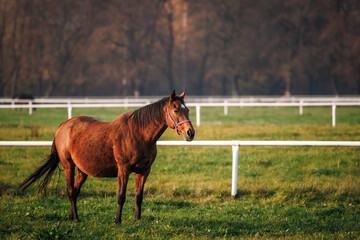 Thoroughbred horse on pasture. Pregnant mare at animal farm