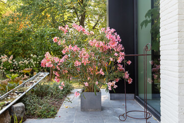 Beautiful pink oleander on a terrace.