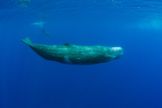 Sperm Whale and Photographer, Physeter catodon, Azores, Atlantic Ocean, Portugal