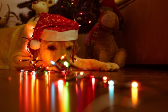 Un perro con las luces de navidad 