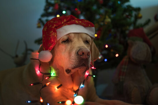 Perro navideño