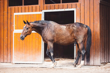 Side view of beautiful dark brown horse at a ranch in Slovenia