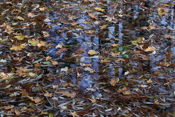 	
Herbst an einem Teich	
