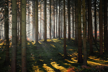 Morning in the Wyre Forest, Bewdley, Worcestershire, UK.