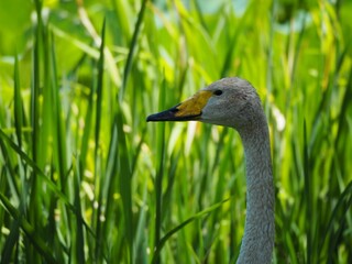 夏の白鳥