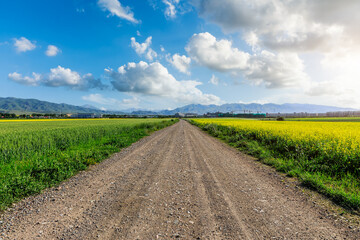 Country road and green farmland natural scenery in Xinjiang, China.