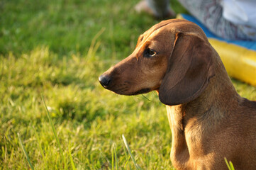 dachshund dog looks at a green lawn outdoors