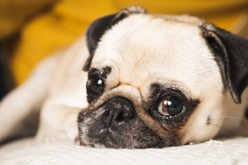 Portrait of pug breed dog with adorable face. Home dog lying on the sofa