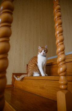 Red Cat Sits On The Stairs Inside The House