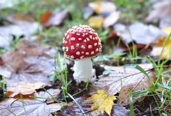 Fly agaric mushroom, amanita muscaria close-up