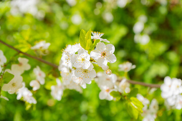 Cherry branch. Cherry blossoms in spring. Springtime	