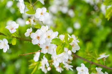 Cherry branch. Cherry blossoms in spring. Springtime	