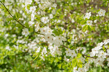 Cherry branch. Cherry blossoms in spring. Springtime	