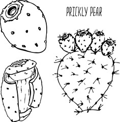 Prickly pear fruit black and white vector set isolated on a white background.