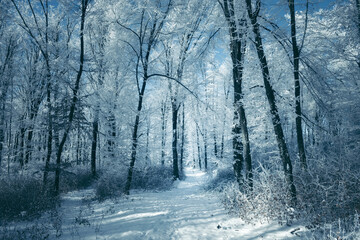 snowy path in winter forest, fantasy landscape