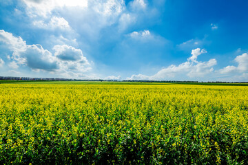 Fototapeta premium Yellow rape flowers fields natural scenery in Xinjiang, China.