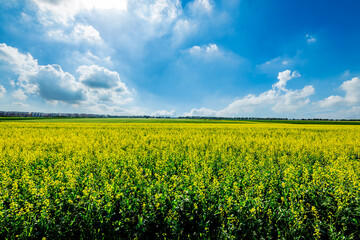 Yellow rape flowers fields natural scenery in Xinjiang, China.