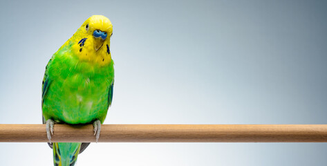 Cute green yellow budgie on grey background