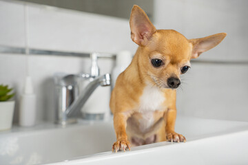 A little red-haired chihuahua is bathing in the sink in the bathroom. Stylish white bathroom and...
