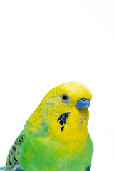 Cute green yellow budgie on white background