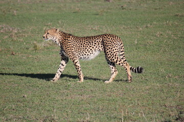 a cheetah walks in the morning on the savannah in kenya in the masai maa park