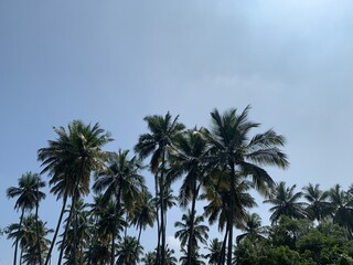 Fototapeta na wymiar palm trees in the sky