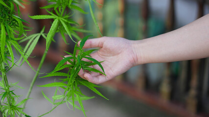 Fototapeta na wymiar hand hold cannabis leaf in home cultivation