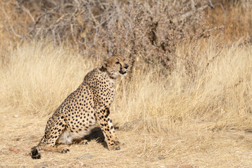 cheetah in the African savannah waiting for prey Namibia.