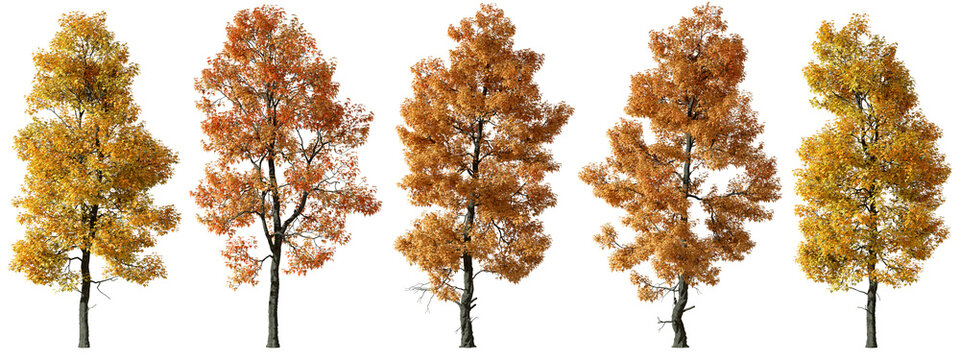 Cut-out autumn trees shapes transparent backgrounds 3d render