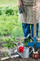 Gardening equipment in garden on soil in worker and growing vegetables background, sustainable gardening concept, close-up view 
 
