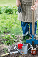 Fototapeta premium Gardening equipment in garden on soil in worker and growing vegetables background, sustainable gardening concept, close-up view 