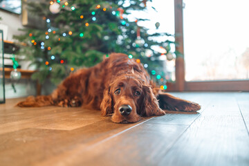 Funny cute puppy dog Irish Setter dog lying down near christmas tree at home indoors background....