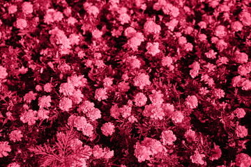 Obraz premium Beautiful yellow flowers on a flower bed in a city park. Marigold flowers grow close to each other. Landscaping of the territory. Not a whimsical plant in care.