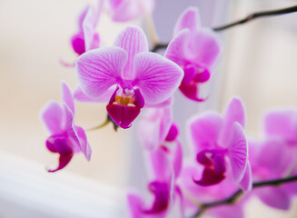 Pink flower and leaves of the phalaenopsis orchid in a flower pot on the windowsill in the house. Care of a houseplant.