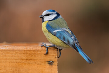 Blue tit at a garden bird feeder