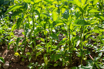 Pepper plants in a garden. Growing vegetable. Healthy lifestyle concept.