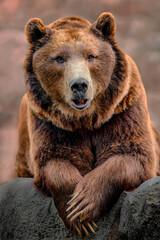 portrait of a bear resting with claws crossed. Resting concept